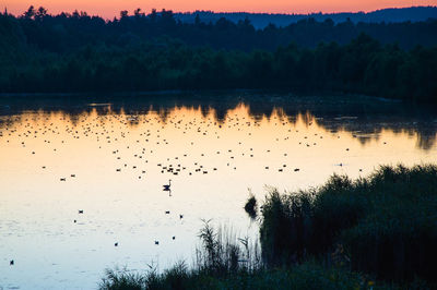 Birds swimming on lake at sunset