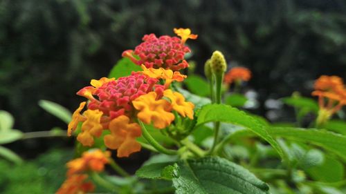 Close-up of yellow flowers blooming outdoors