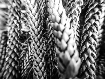 Close up of pinecones