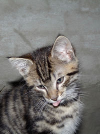 Close-up portrait of kitten