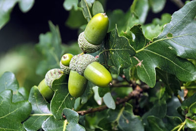 Close-up of fruit growing on tree