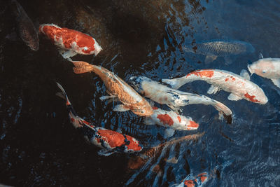 High angle view of koi carps swimming in pond