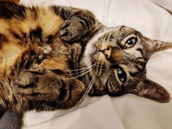 High angle portrait of cat relaxing on floor