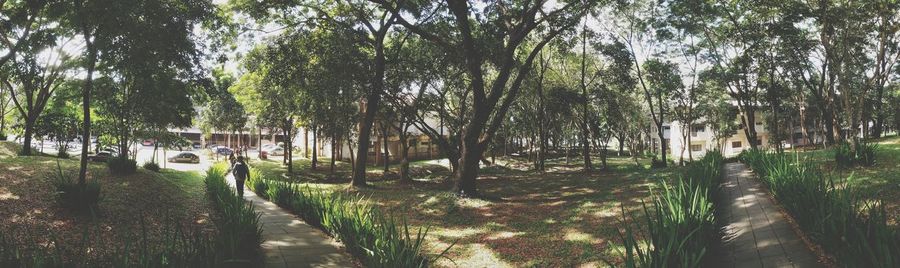 Walkway amidst trees on landscape