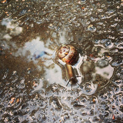High angle view of turtle in water
