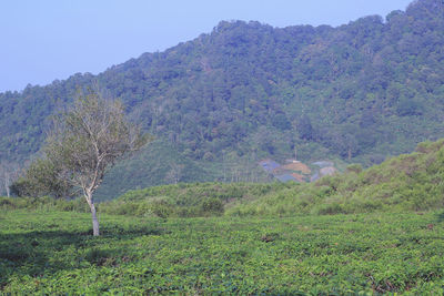 Scenic view of field against clear sky