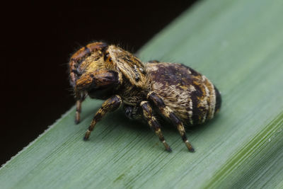 Close-up of spider on wood