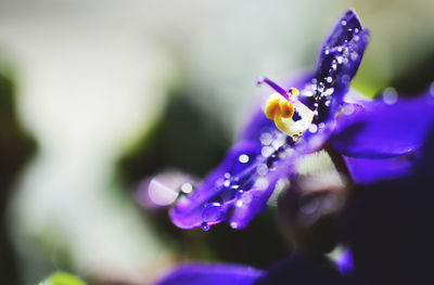 Close-up of purple flower blooming outdoors