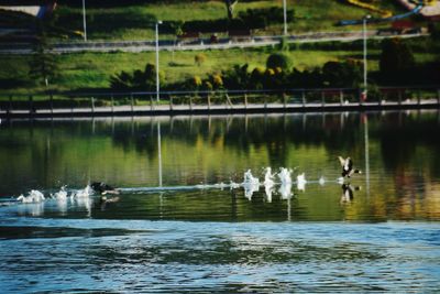 Birds flying over lake