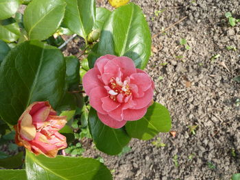 Close-up of pink flowers blooming outdoors