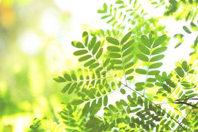 Close-up of fresh green plant