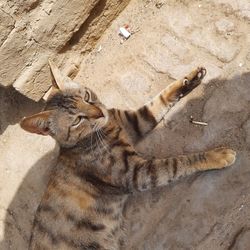 High angle view of a cat on land
