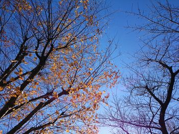 Low angle view of flower tree against blue sky