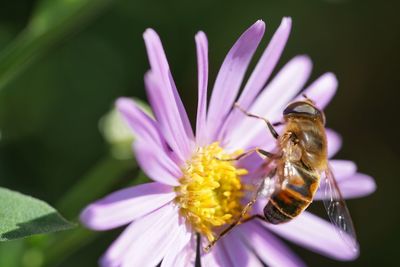 Close-up of insect on purple flower