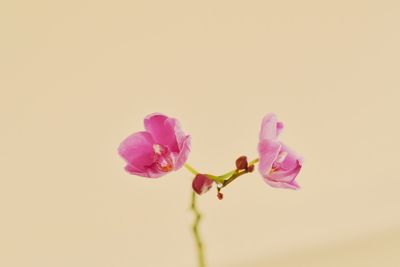 Close-up of flowers against white background