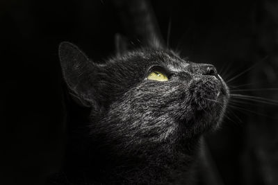 Close-up portrait of cat