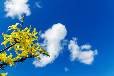 Low angle view of flowering plant against blue sky