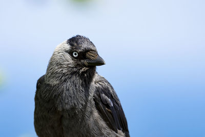 Close-up of raven looking away against sky