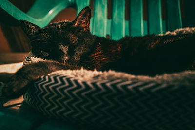 Close-up of cat sleeping at home