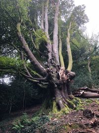 Trees growing in forest