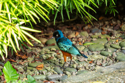 Close-up of bird perching on tree