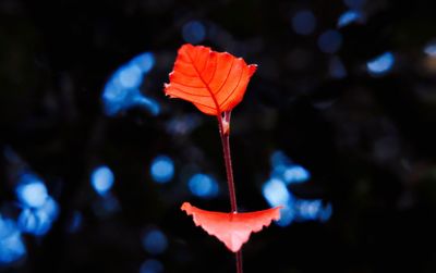 Close-up of red flower