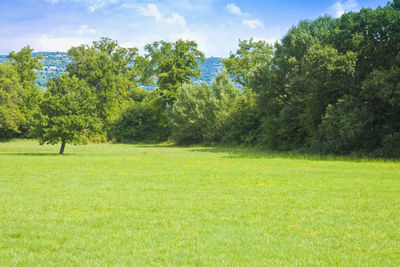 Scenic view of trees on field against sky