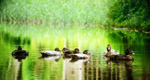 Ducks swimming in lake