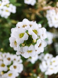 Close-up of flowers against blurred background