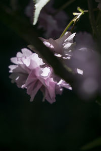 Close-up of flowers on tree