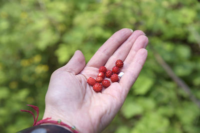 Close-up of hand holding red berries