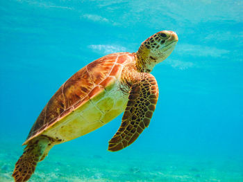 Close-up of turtle swimming in sea