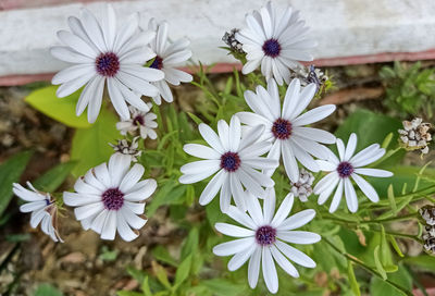 Close-up of white flowers