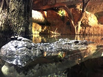 Close-up of turtle in water