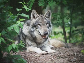 Gray wolf lying on forest floor 