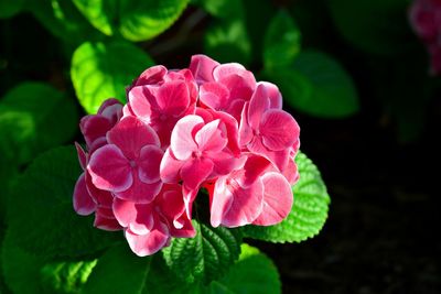 Close-up of pink flower