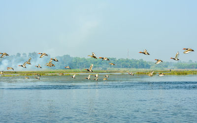 Birds flying over sea against sky