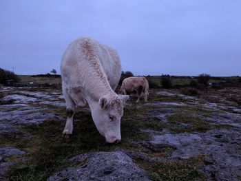 White cow standing in a field in ireland grazing