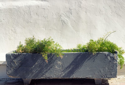 Close-up of potted plant against wall