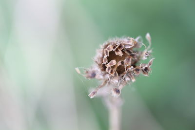 Close-up of wilted flower on plant