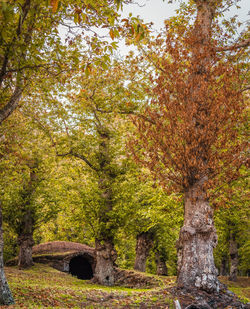 Trees in park during autumn