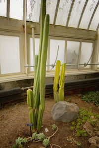 Close-up of potted plants on window