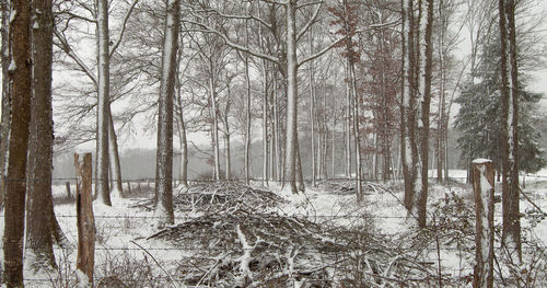 Trees in forest during winter