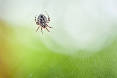 Close-up of spider on web