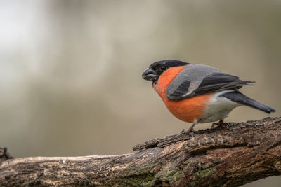 Close-up of bird perching on a tree