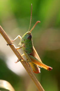 Close-up of insect on plant