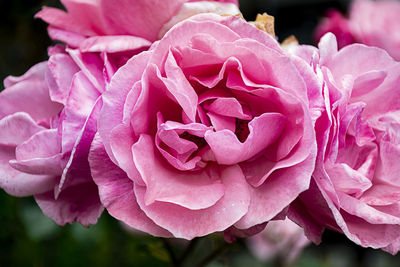 Close-up of pink roses