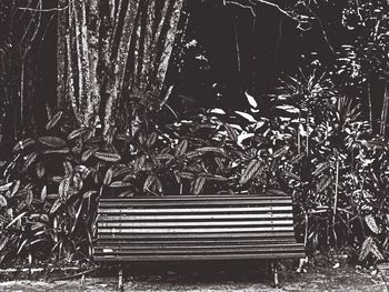 View of trees at night