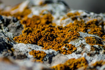 Close-up of lichen on rock