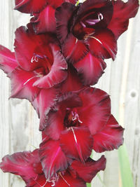 Close-up of red flowering plant